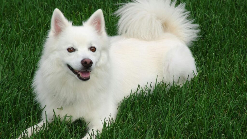 Japanese Spitz