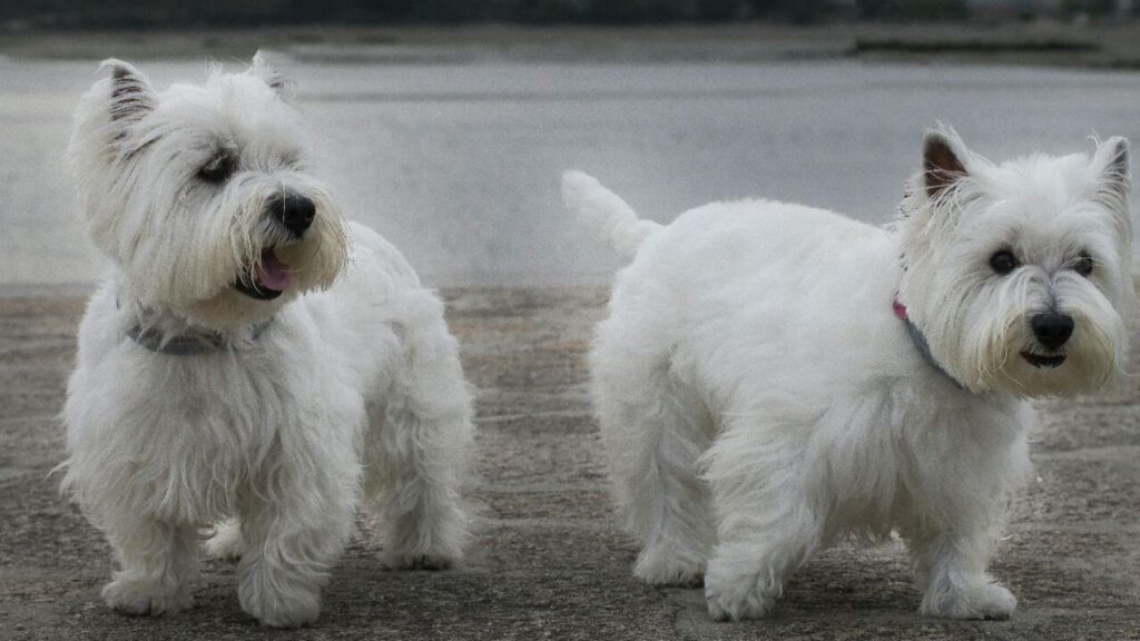 West Highland White Terrier