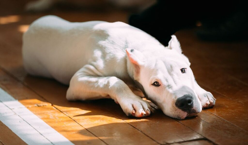 Dogo Argentino