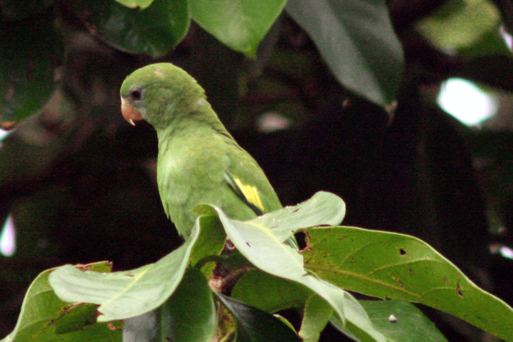 Canary-Winged Parakeet