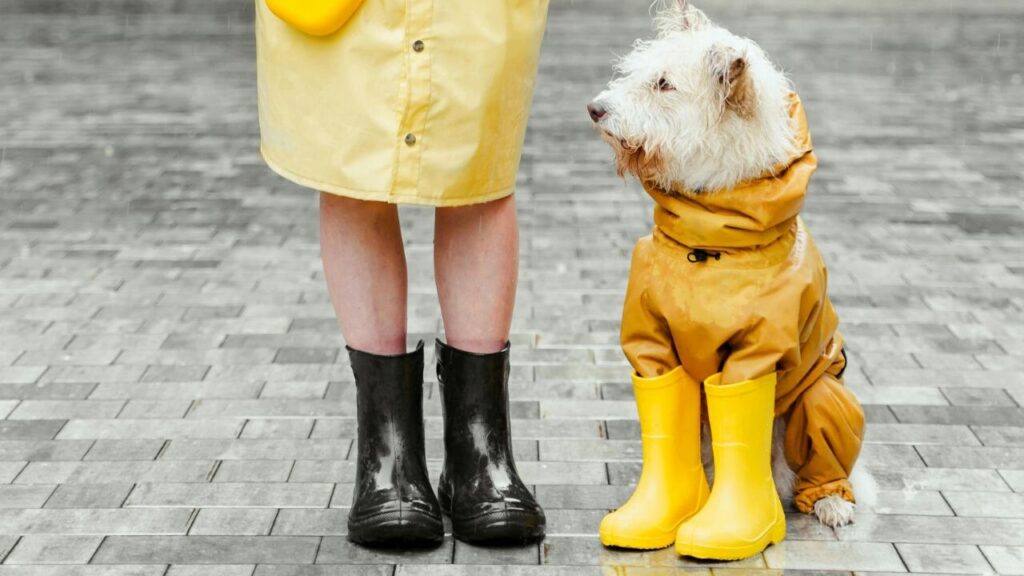 Dog in a raincoat