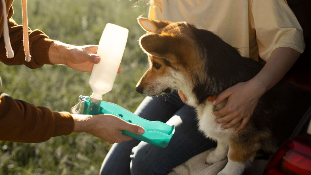 Portable Dog water bottle
