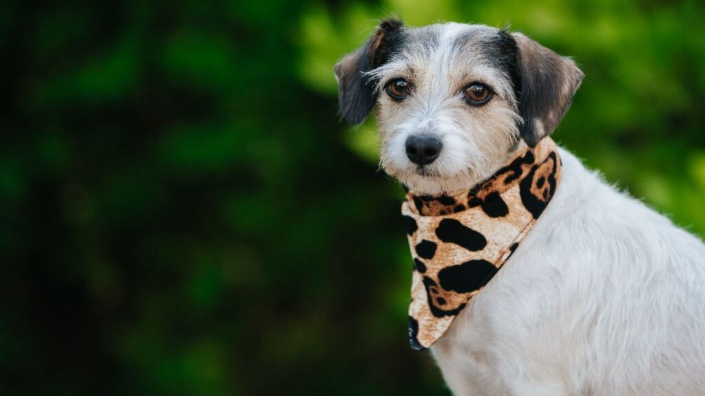 Dog with a bandana