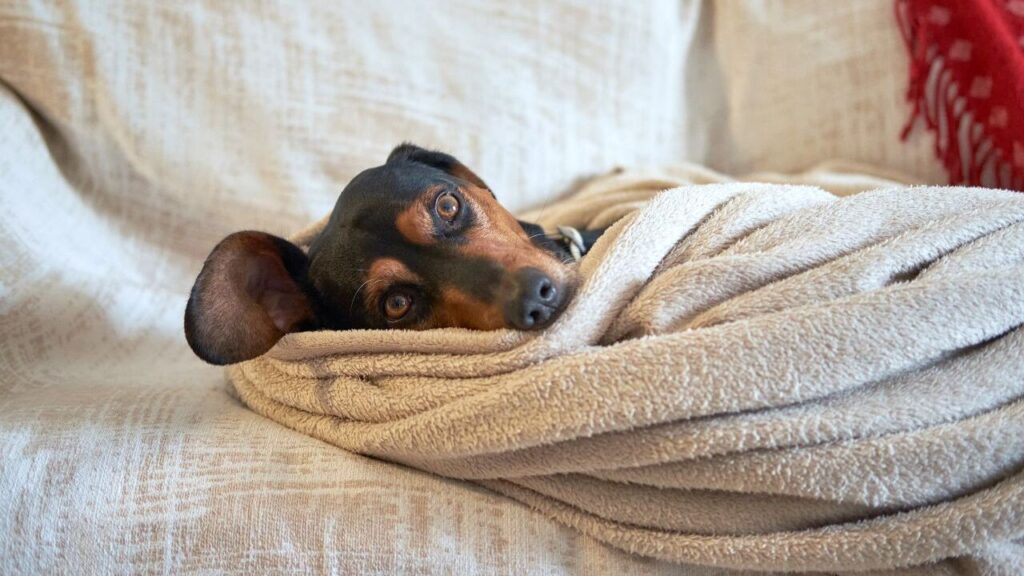 Dog in a blanket