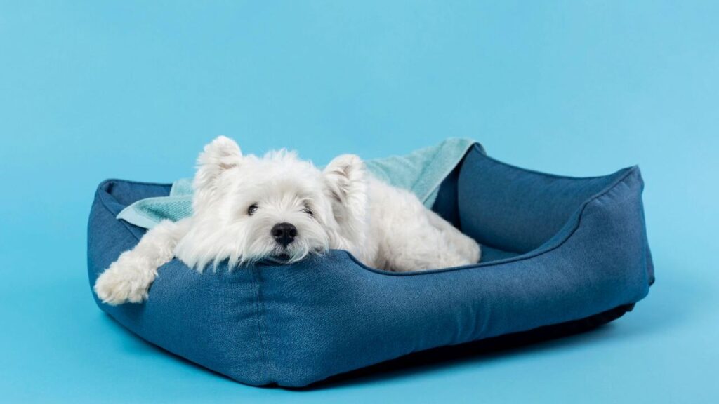 Dog in a dog bed