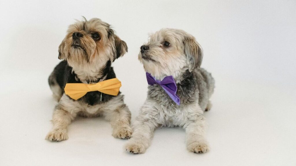 Dog with a bow tie