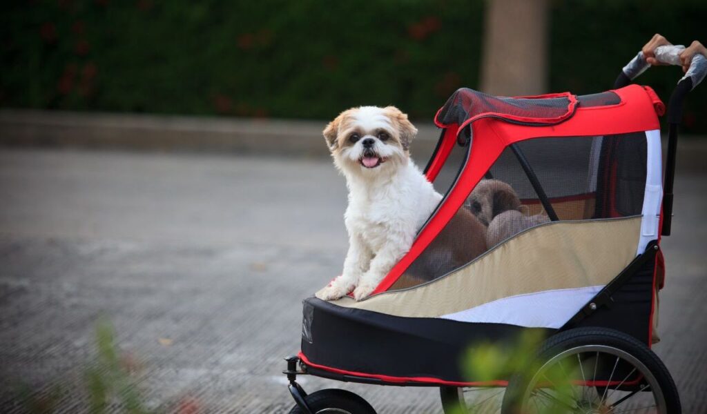 Dog in a stroller