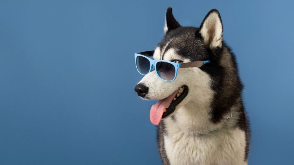 Siberian Husky with Sunglasses