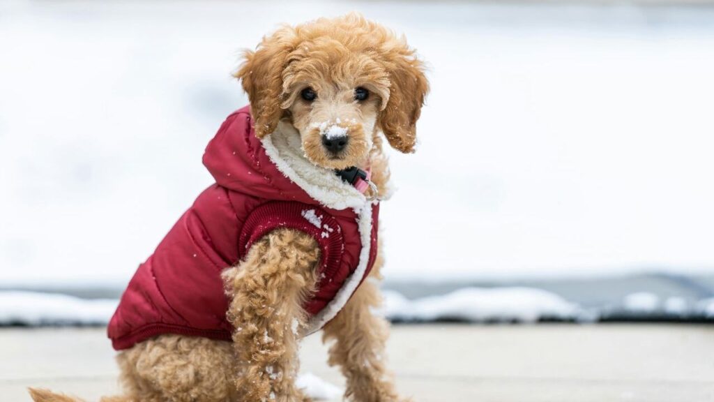 Dog with a jacket