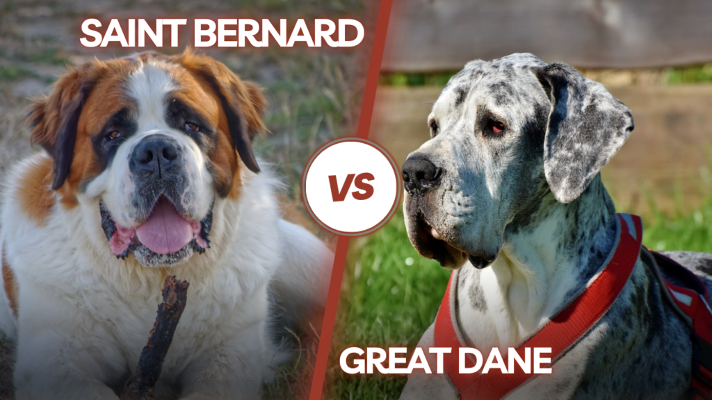 Saint Bernard Vs Great Dane/