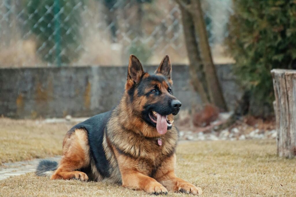 A German shepherd lies on brown grass