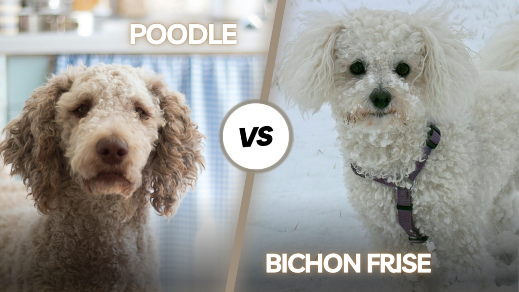 Poodle Vs Bichon Frise