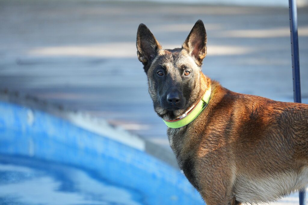 A Belgian Malinois dog stands next to a swimming pool