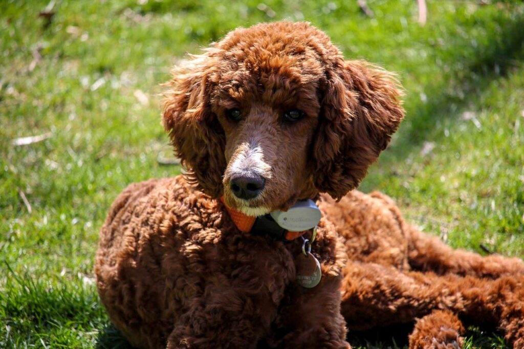 A brown poodle puppy is lounging on green grass