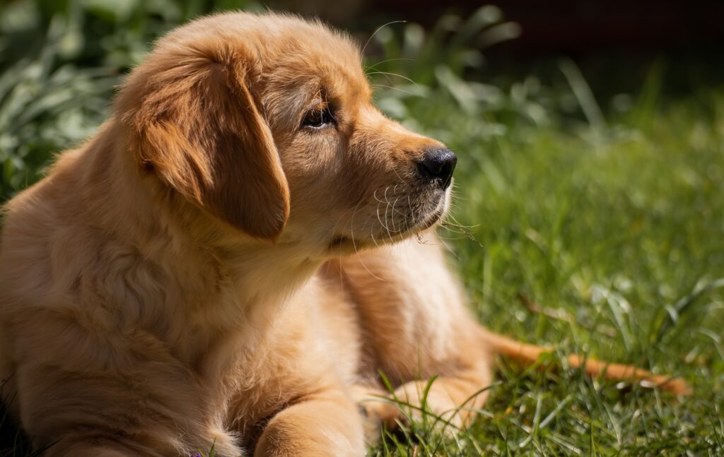 A golden Labrador puppy lies on the grass,