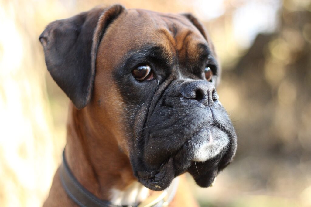 A close-up image of a bulldog with a wrinkled face and a short snout