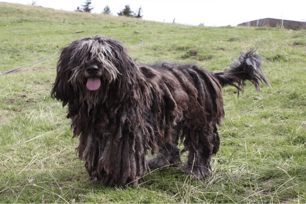 Bergamasco Sheepdog in the field