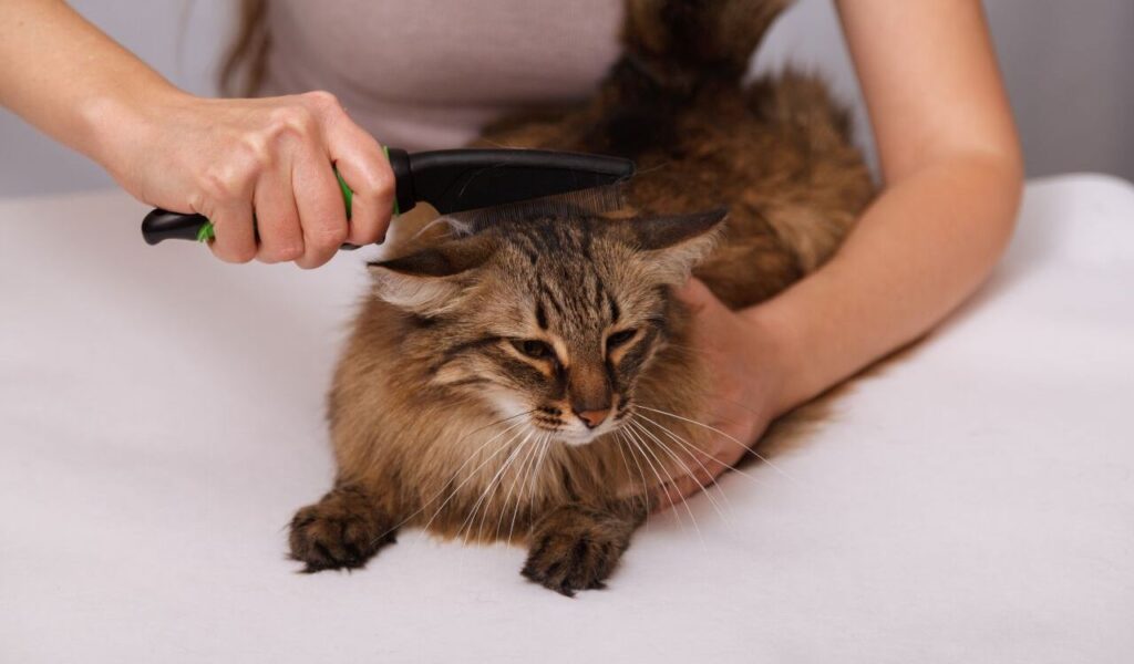 Grooming a cat