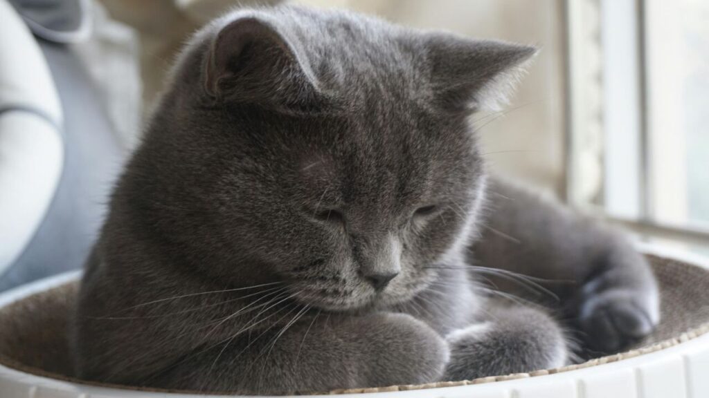 British Shorthair