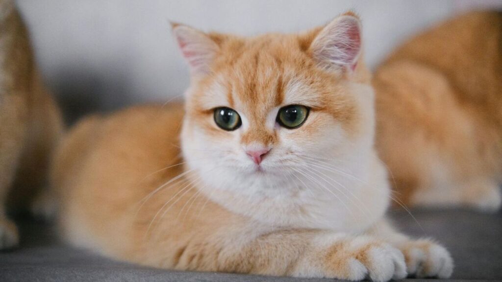 British Shorthair