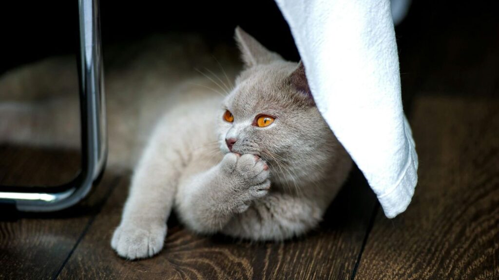 British Shorthair
