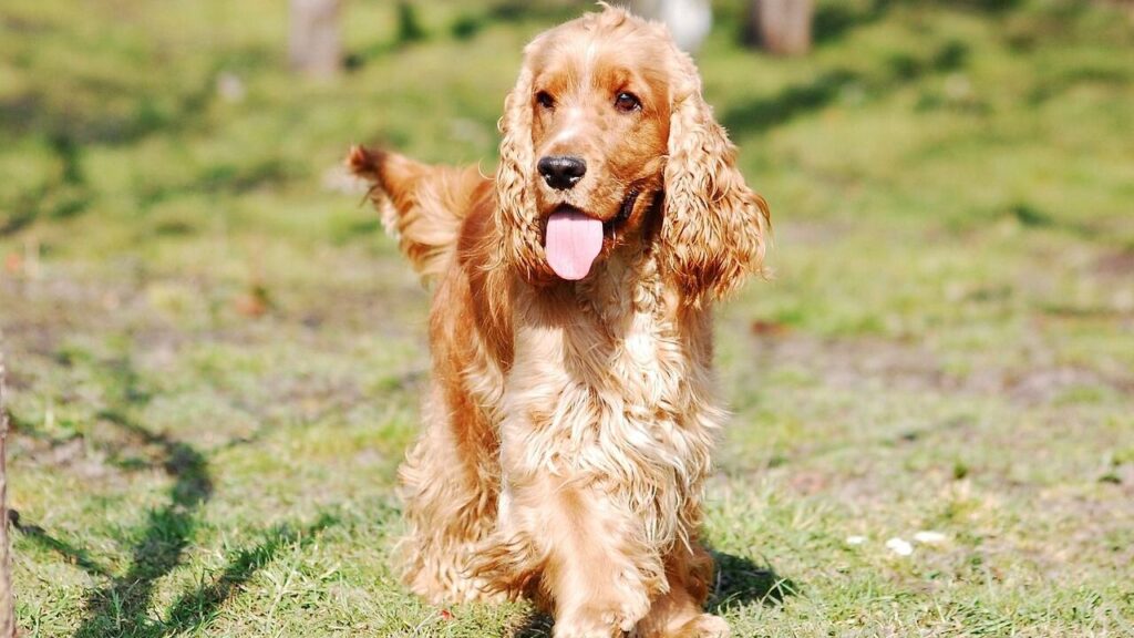 Cocker Spaniel