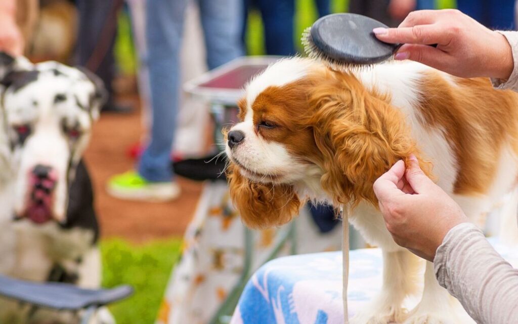 Cavalier King Charles