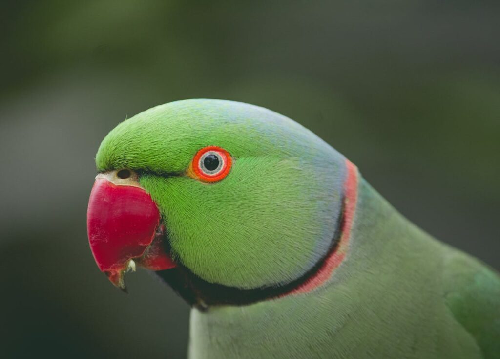 A green parrot close-up