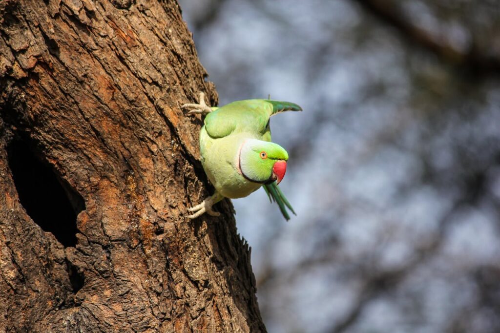A green parrot on tree