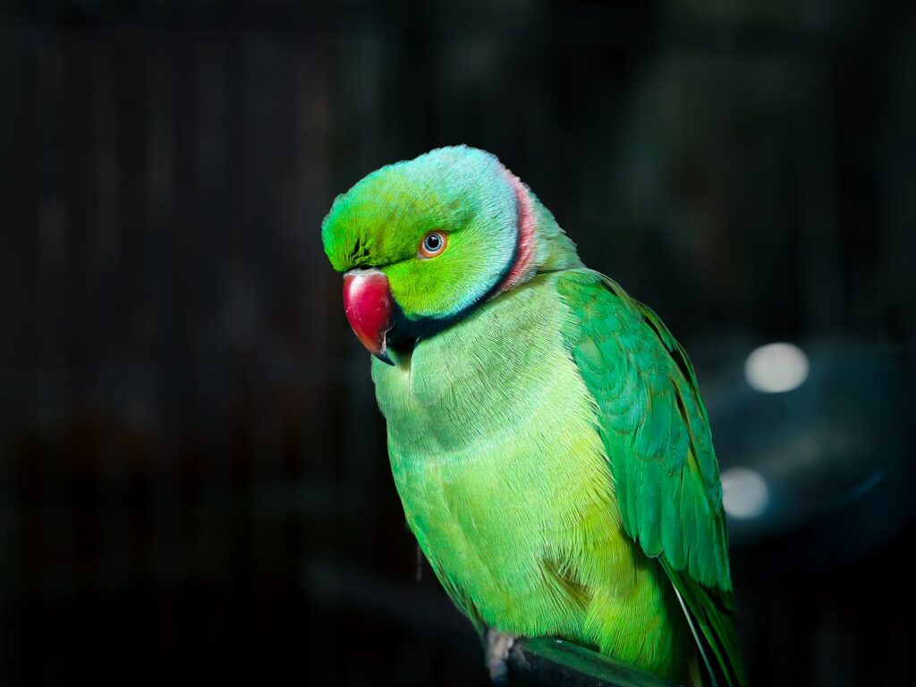 A vivid colored photo of a green parrot