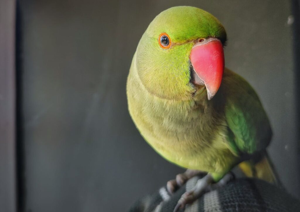 Indian Ringneck parrot