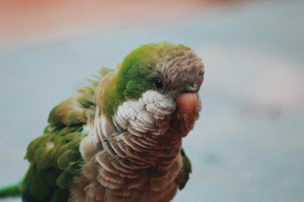 A monk parrot