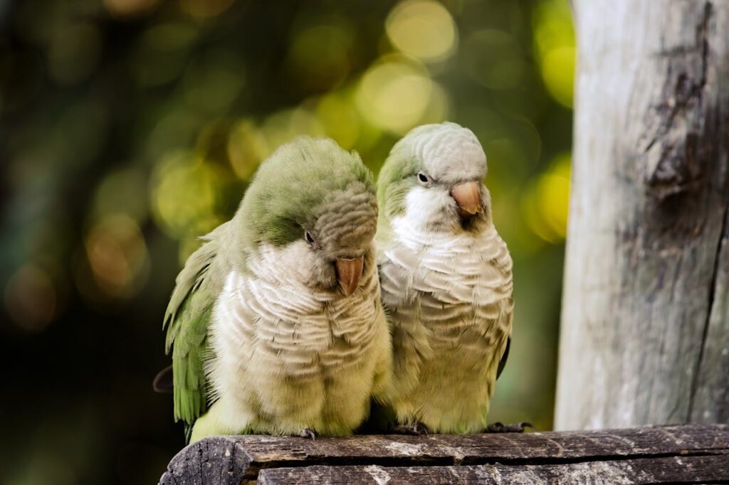 Two quaker parrots sitting on a tree branch