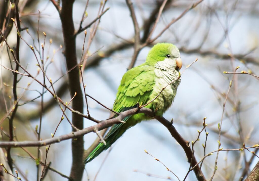 A quaker parrot on a tree branch