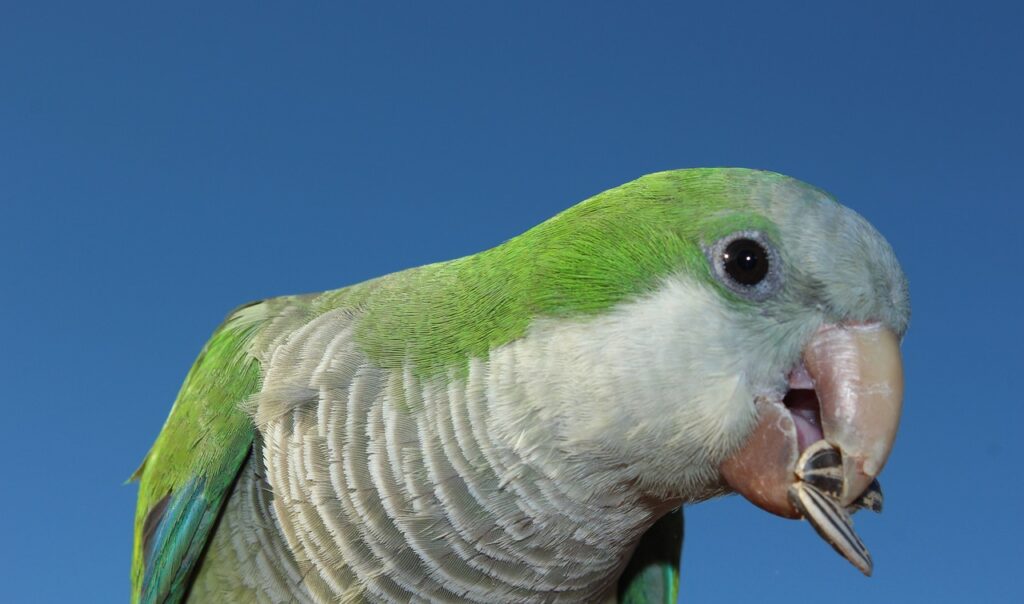 A quaker parrot holding sunflower seed