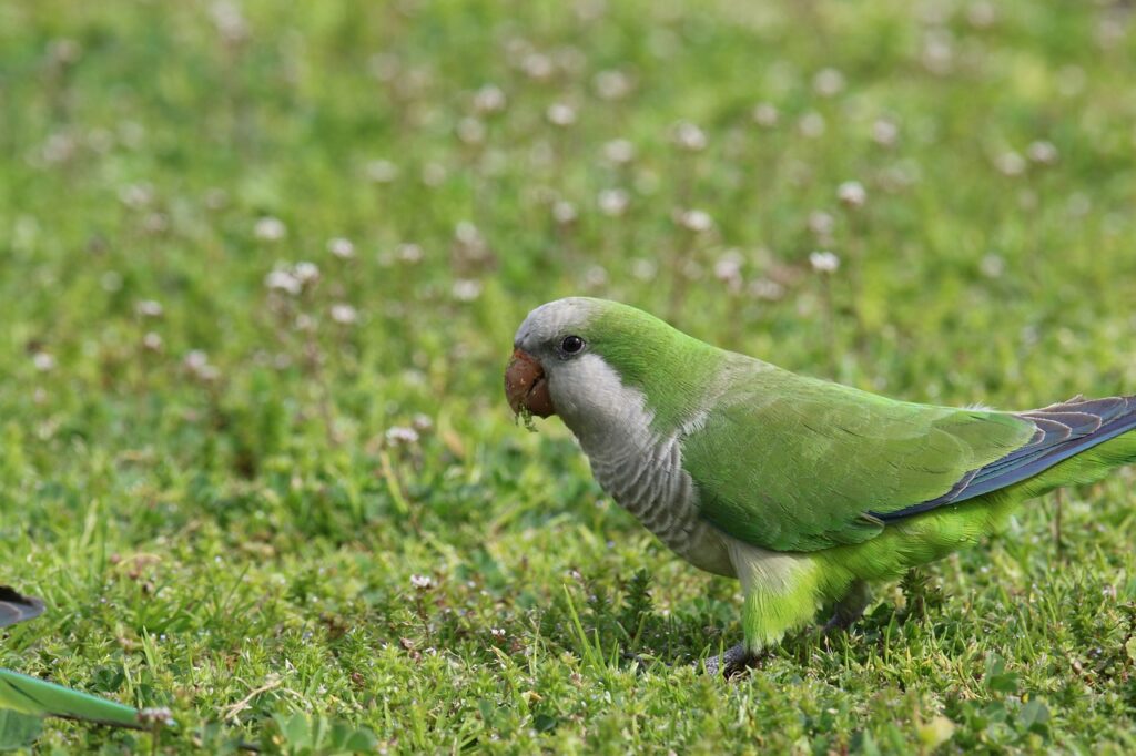Quaker parrot on green grass