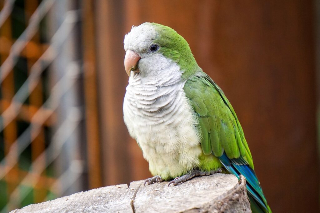 A quaker parrot sitting on a rock