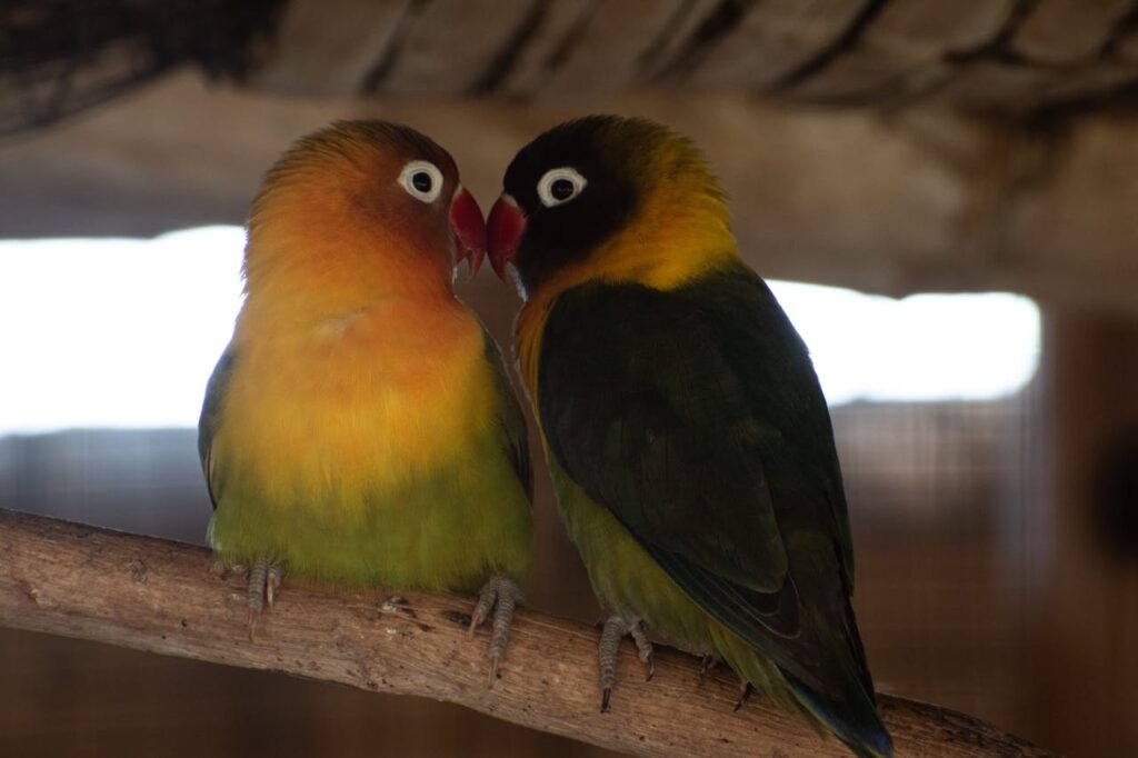 Two colorful lovebirds gently touching their beaks