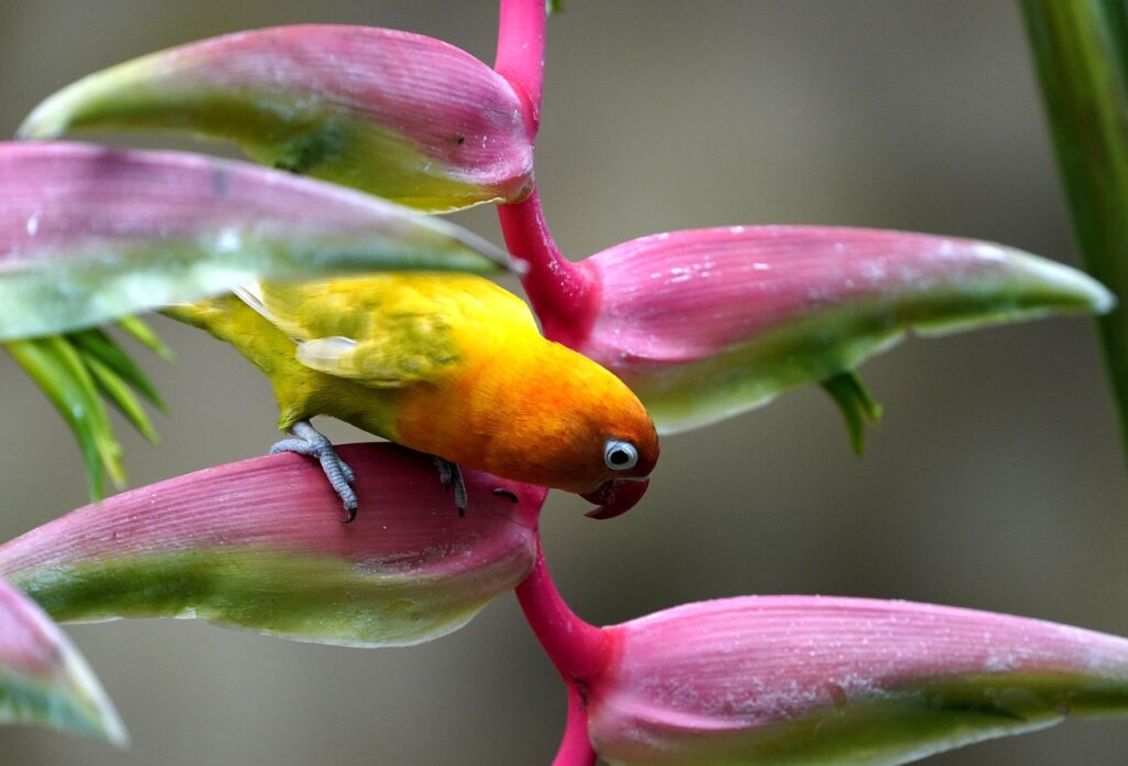 A vibrant lovebird is perched on a pink and green plant