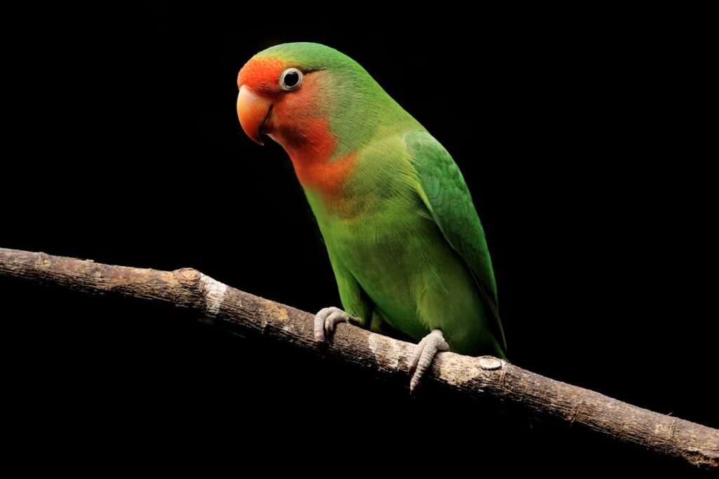 A green lovebird with a bright orange and red face