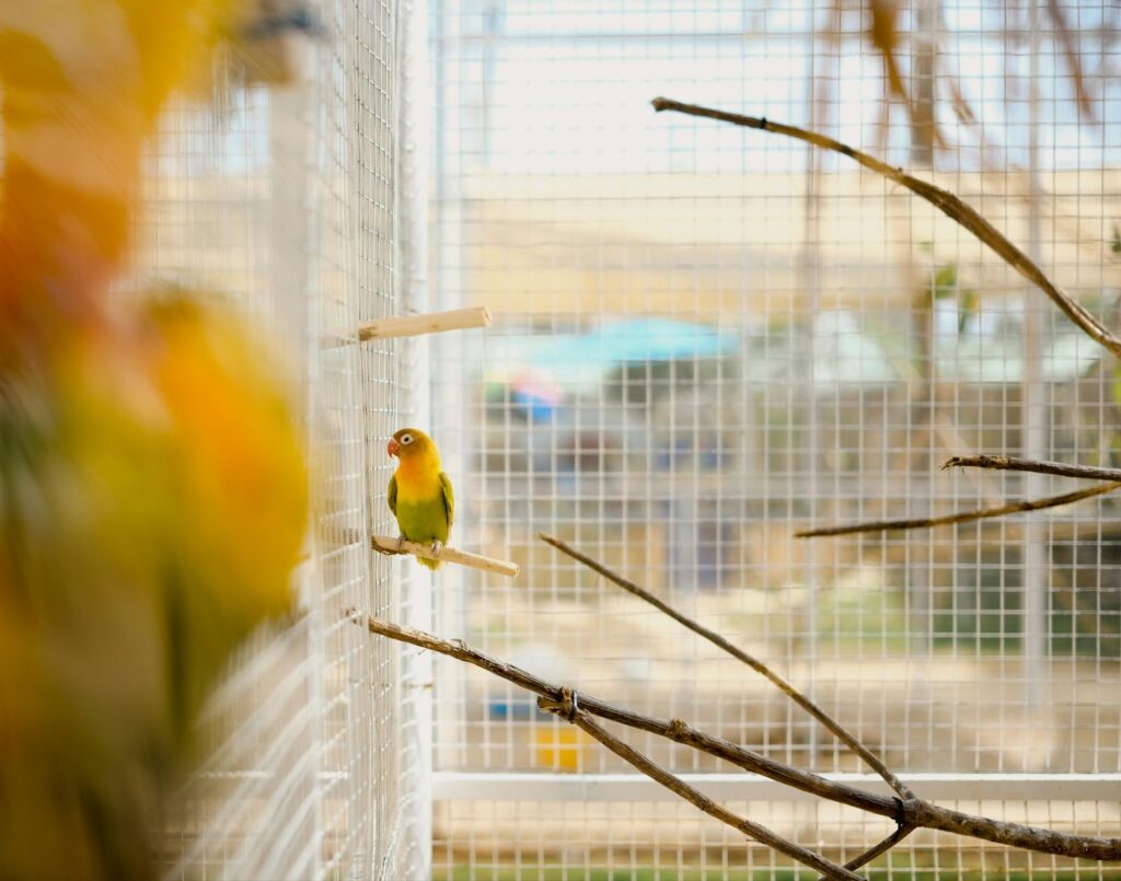 A lovebird perched on a small branch inside a birdcage