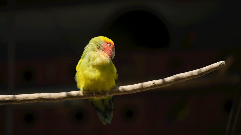 A bright yellow lovebird with a red face
