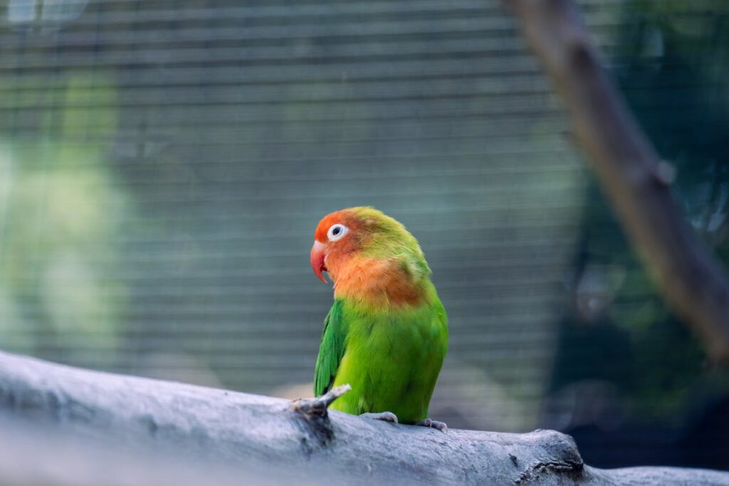 A vibrant green lovebird with an orange and yellow head