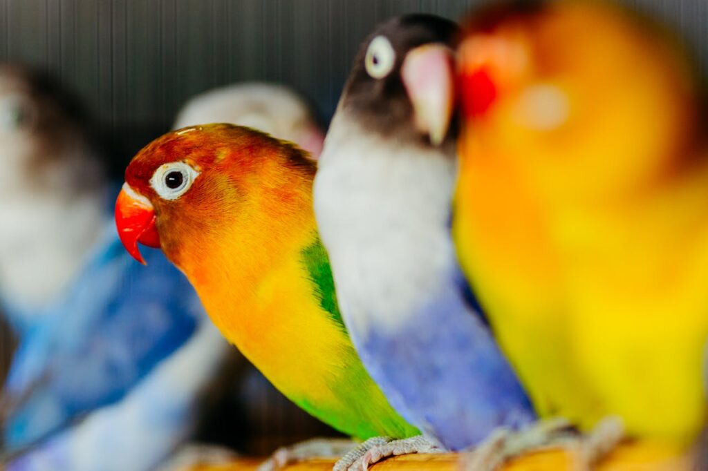 A close-up of a vibrant lovebird with a yellow and orange body