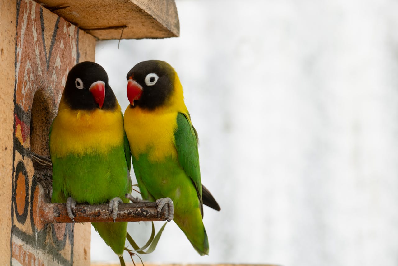 Two colorful lovebirds perched together