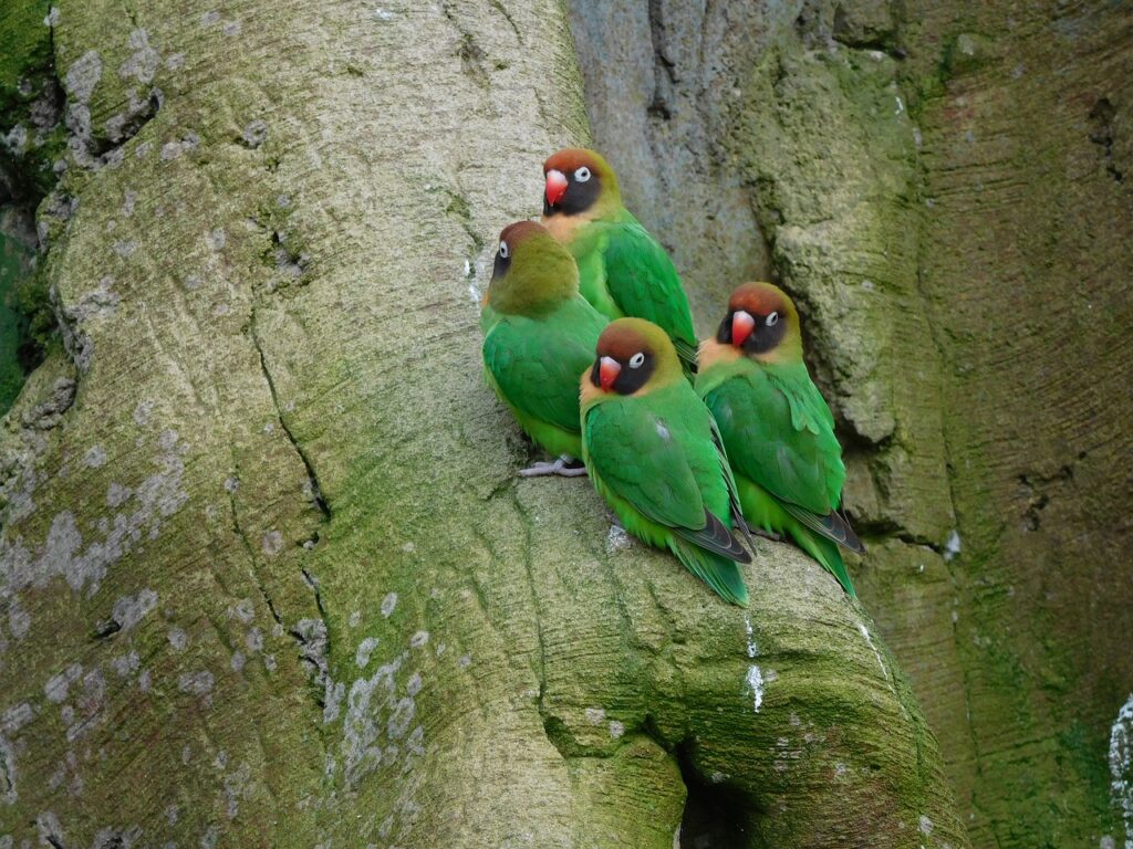 A flock of lovebirds bird