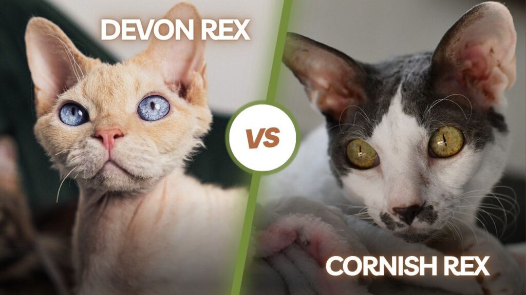 Devon Rex and Cornish Rex
