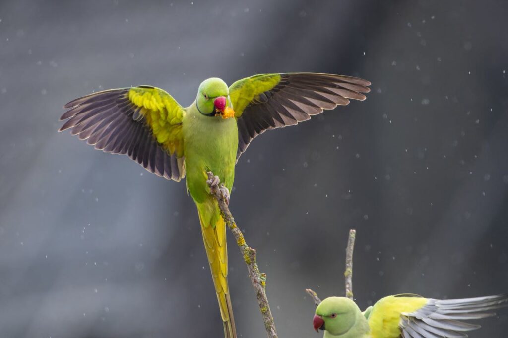 A green parrot with its wing open