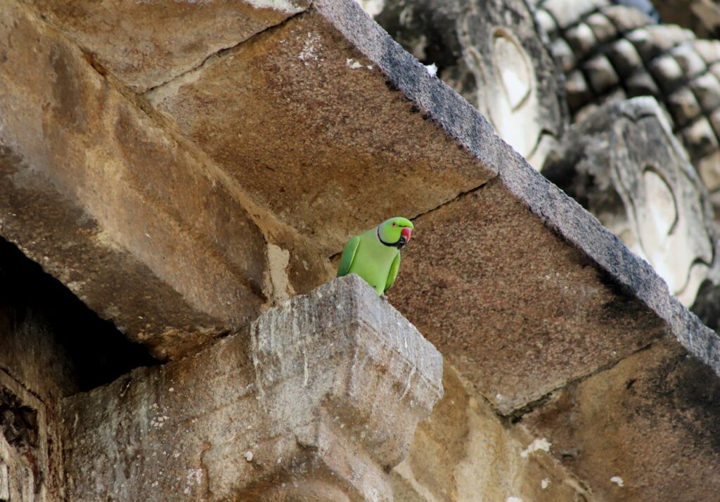 A green parrot sitting on a pillar