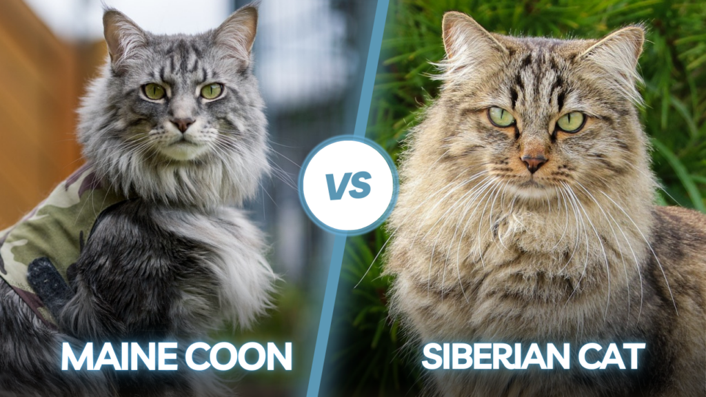 Siberian cat vs Maine coon